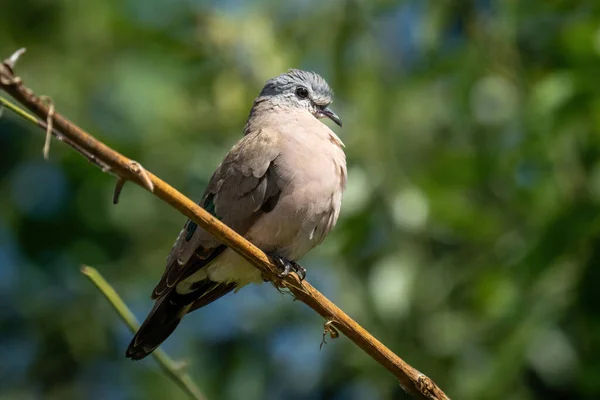 에메랄드 비둘기가 빛으로 나뭇가지에 — 스톡 사진