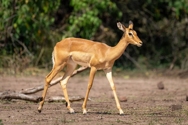 Female Common Impala Crosses Clearing Watching Camera — Φωτογραφία Αρχείου