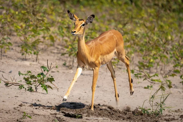 Galope Impala Comum Fêmea Através Ensolarada Margem Rio — Fotografia de Stock