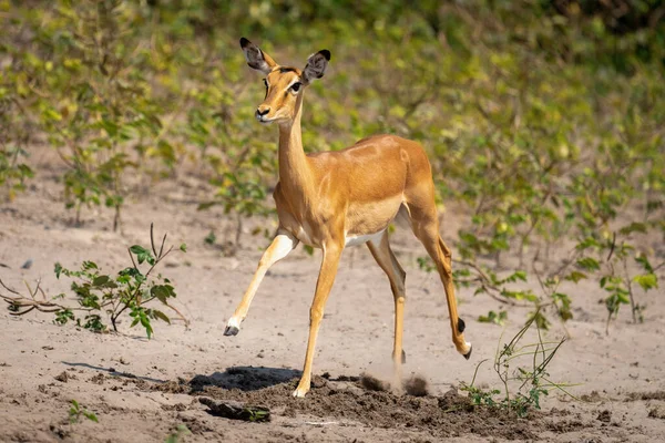Female Common Impala Races Sunny Riverbank — Stockfoto
