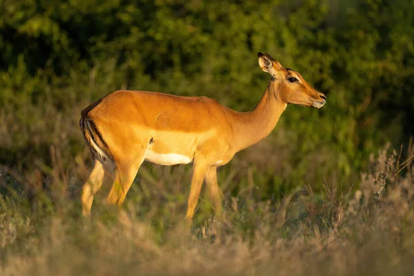 Female Common Impala Stands Golden Light — Foto Stock