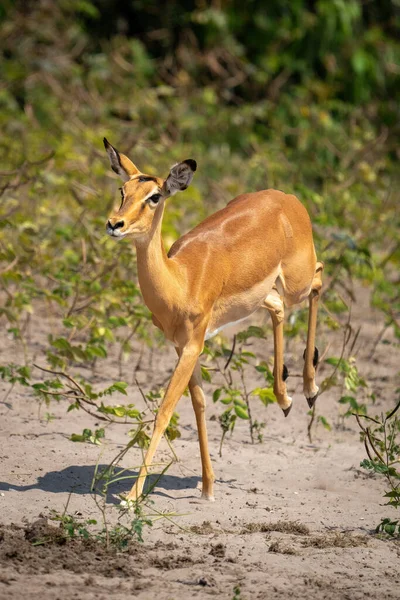 Female Common Impala Runs Sandy Riverbank — Stock Photo, Image