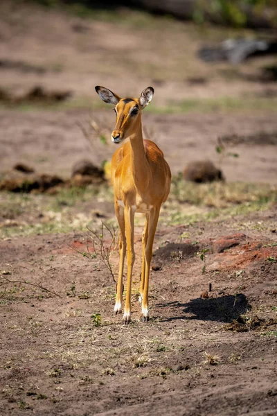 Feminino Comum Impala Fica Olhando Para Câmera — Fotografia de Stock