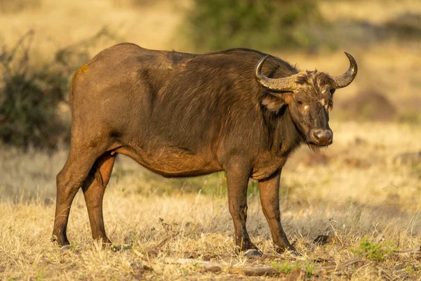 Female Cape Buffalo Stands Short Grass — Foto Stock