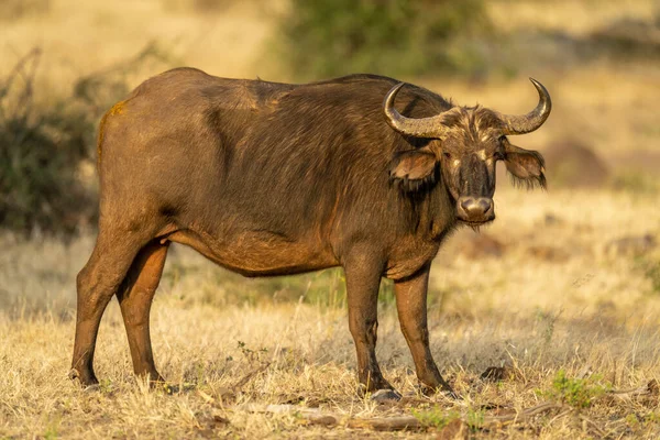 Female Cape Buffalo Stands Staring Camera — Foto Stock