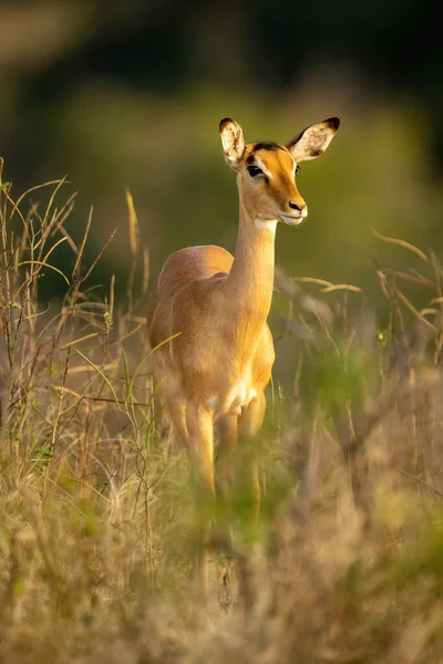 Female Common Impala Stands Tall Grass — Foto de Stock