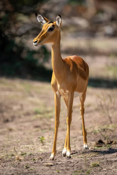 Female Common Impala Stands Sidelit Watching Camera — Stok fotoğraf