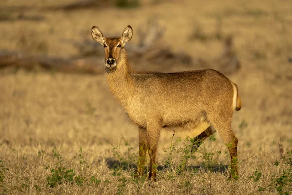 Female Common Waterbuck Stands Lifting Rear Foot — Foto Stock