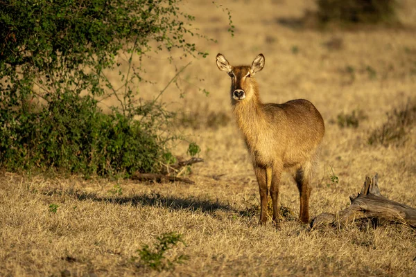 Female Common Waterbuck Stands Casting Long Shadow — Stok fotoğraf