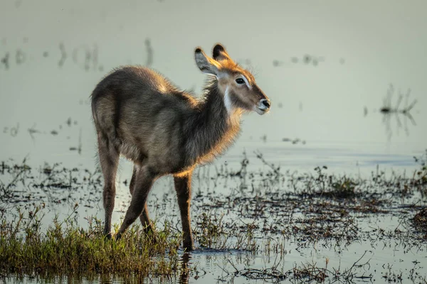 Female Common Waterbuck Stands Shallow Water — Stockfoto