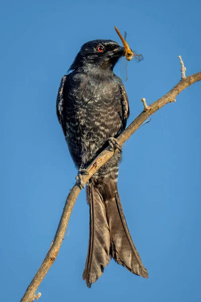 Fork Tailed Drongo Catchlight Holds Dead Dragonfly — стоковое фото