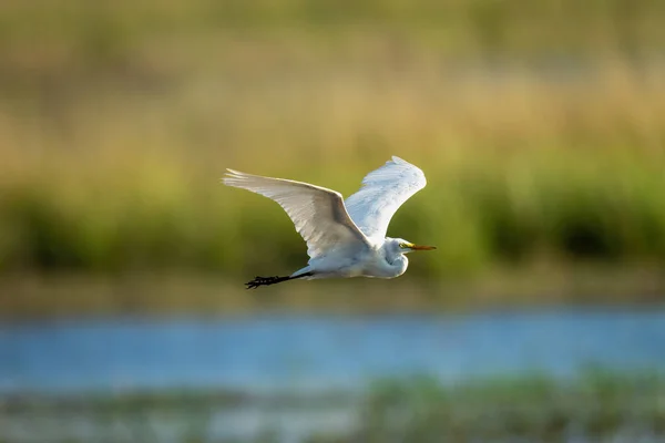 Great Egret Flies River Sunshine — Stockfoto