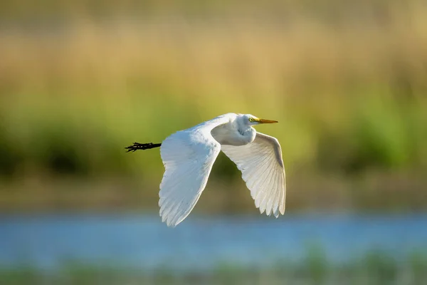 Great Egret Flies River Lowering Wings — Foto Stock