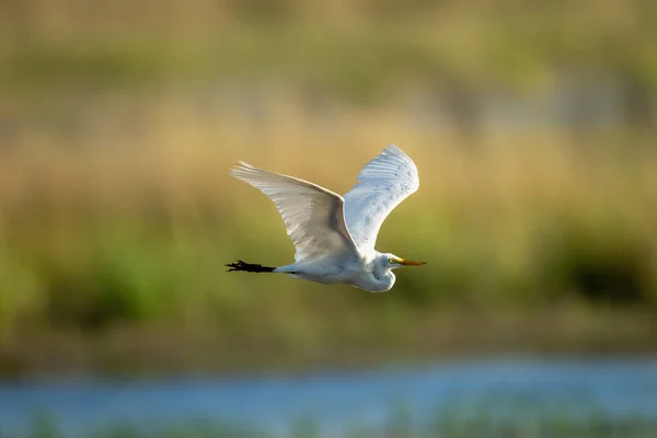 Silberreiher Fliegt Mit Flügeln Fluss Entlang — Stockfoto