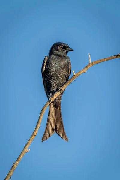 Fork Tailed Drongo Catchlight Perches Watching Camera — Foto de Stock