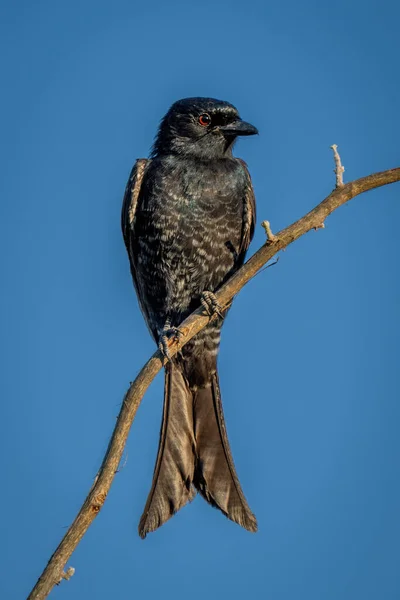 Fork Tailed Drongo Catchlight Perching Branch — стоковое фото