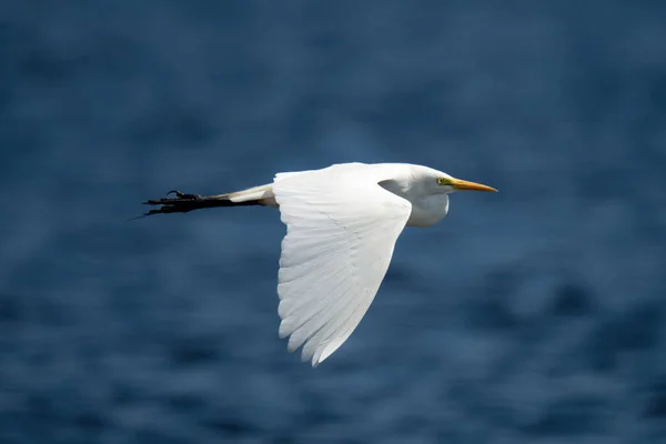 Great Egret Flies Sunshine River — 图库照片