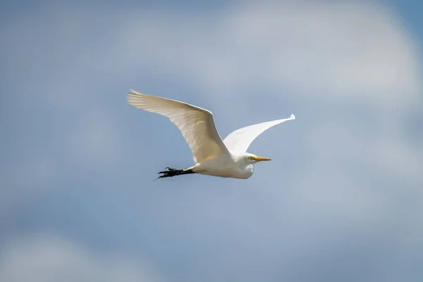 Great Egret Flies Sunshine Lifting Wings — Fotografia de Stock