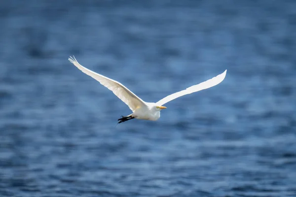 Great Egret Crosses River Wings Spread — Stockfoto