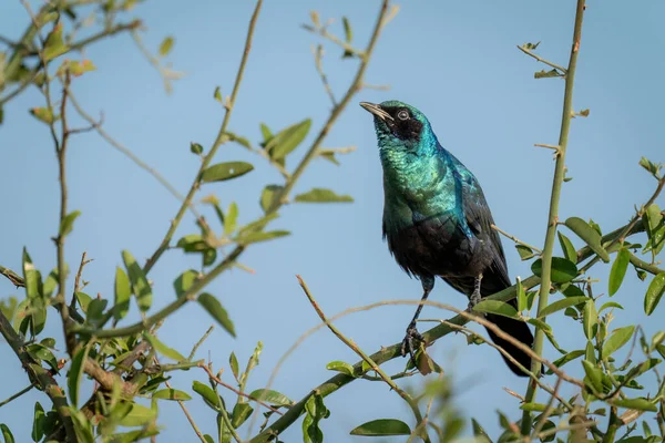 Greater Blue Eared Starling Bush Lifting Beak — Stock Photo, Image