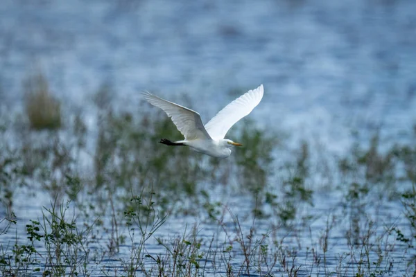 Great Egret Flies Wetlands Lifting Wings — Stock fotografie