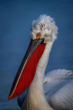 Close-up of neck and head of pelican clipart