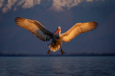 Dalmaçyalı pelikan göle inerken kanat çırpıyor