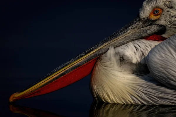 Zbliżenie Dalmatyńskiego Dzioba Pelikana Wodzie — Zdjęcie stockowe