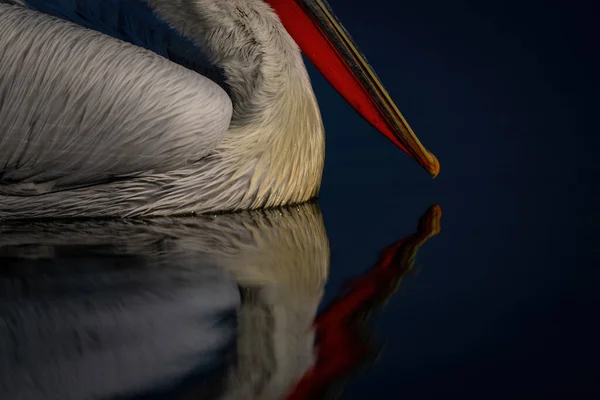 Zbliżenie Dalmatyńskiego Ciała Pelikana Dzioba — Zdjęcie stockowe