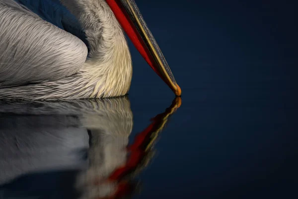 Close Dalmatian Pelican Beak Touching Lake — Stock Photo, Image