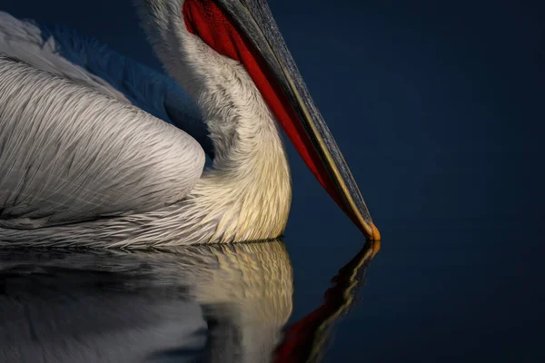 Nahaufnahme Eines Dalmatinischen Pelikanschnabels Der Wasser Berührt — Stockfoto