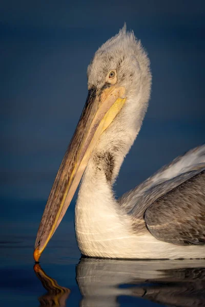 Großaufnahme Von Kopf Und Schnabel Eines Dalmatinischen Pelikans — Stockfoto