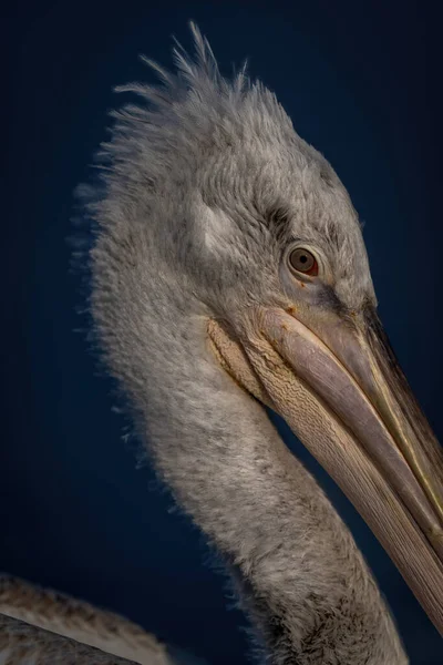 Zbliżenie Dalmatyńskiej Głowy Pelikana Słońcu — Zdjęcie stockowe