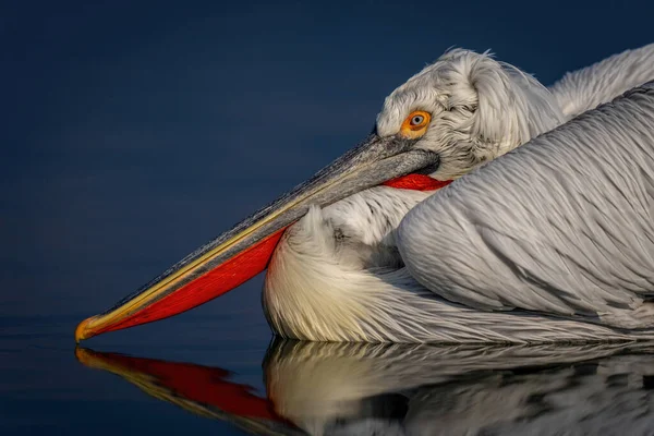Nahaufnahme Eines Dalmatinischen Pelikans Der Sich Wasser Spiegelt — Stockfoto