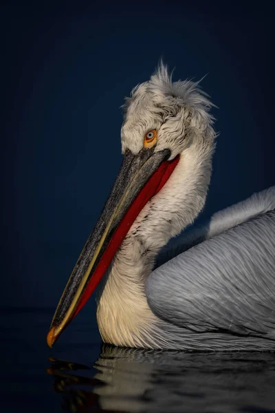 Nahaufnahme Eines Dalmatinischen Pelikans Auf Einem Ruhigen See — Stockfoto