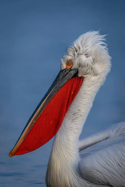 Nahaufnahme Von Dalmatinischem Pelikan Hals Und Kopf — Stockfoto
