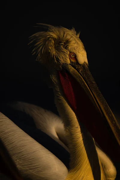 Close Pelican Head Shadowy Background — Stock Photo, Image