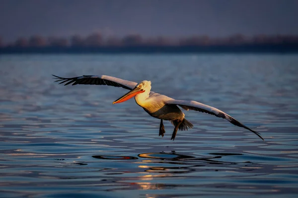 Pelicano Dálmata Prestes Fazer Pouso Água — Fotografia de Stock