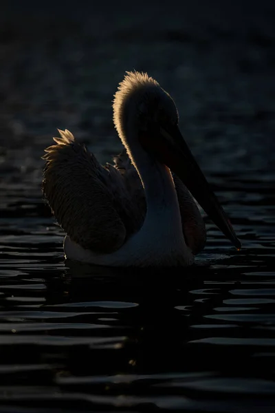 Dalmatian Pelicano Retroiluminado Lago Pôr Sol — Fotografia de Stock