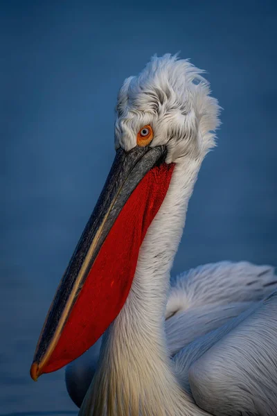 Close Neck Head Pelican — Stock Photo, Image