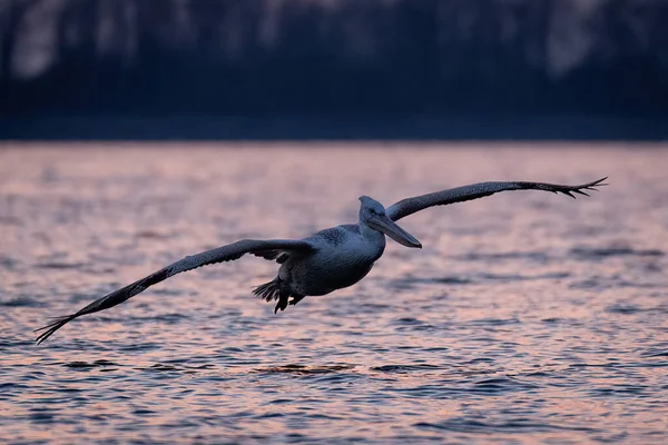 Далматинские Берега Пеликанов Над Водой Рассвете — стоковое фото