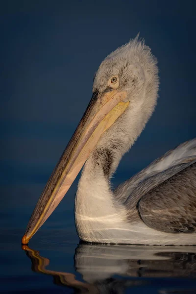 Zbliżenie Dalmatyńskiej Głowy Pelikana Jeziorze — Zdjęcie stockowe