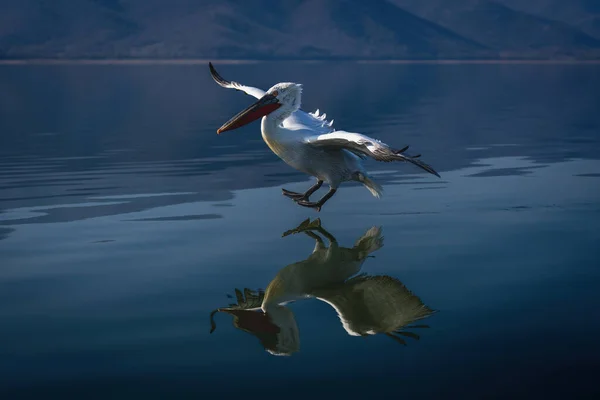 Dalmatian Pelican Land Water — Stock Photo, Image