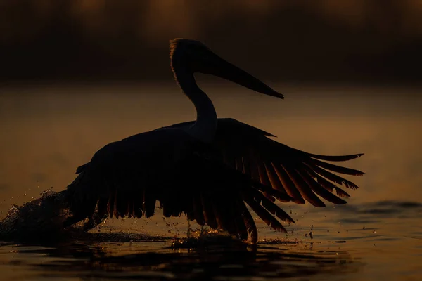 Далматинские Пеликаны Пересекают Воды Рассвете — стоковое фото