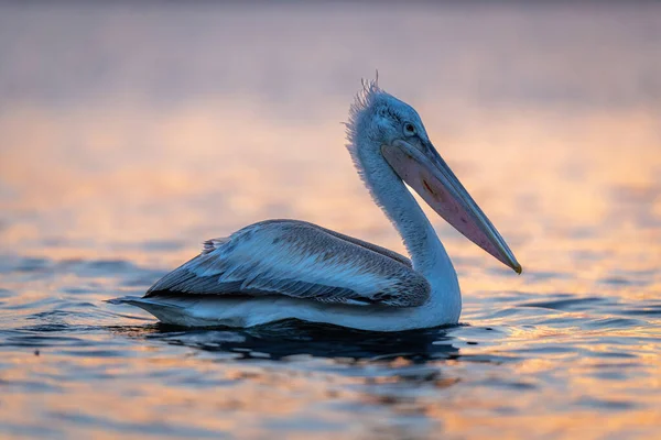 stock image Dalmatian pelican backlit at sunrise on lake