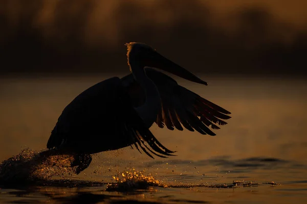 Limites Pelicanos Dálmatas Através Água Nascer Sol — Fotografia de Stock