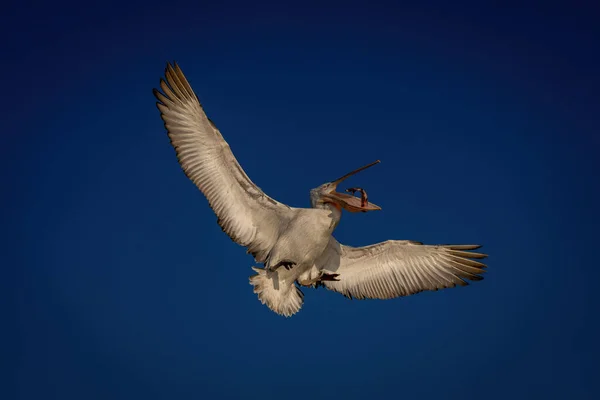 Dalmaçyalı Pelikan Mavi Gökyüzünde Balık Yakalıyor — Stok fotoğraf