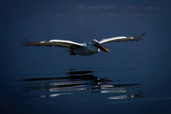 Dalmatian Pelican Crosses Lake Mirrored Water — Stock Photo, Image