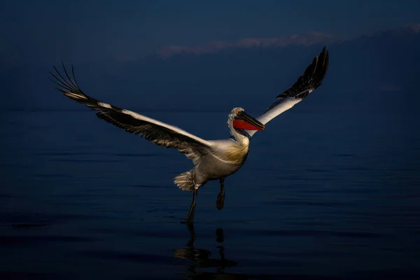 Dalmatian Pelicano Voa Através Lago Lado Das Montanhas — Fotografia de Stock
