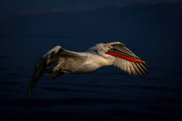 Dalmatian Pelican Flies Water Mountains — Stock Photo, Image